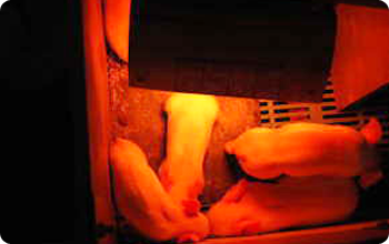 哺乳子豚の暖房はガスブルーダーと電気のコルツヒーターを使います。