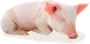 飼育ステージに応じた管理で 豚にストレスをかけない 環境を実現しました